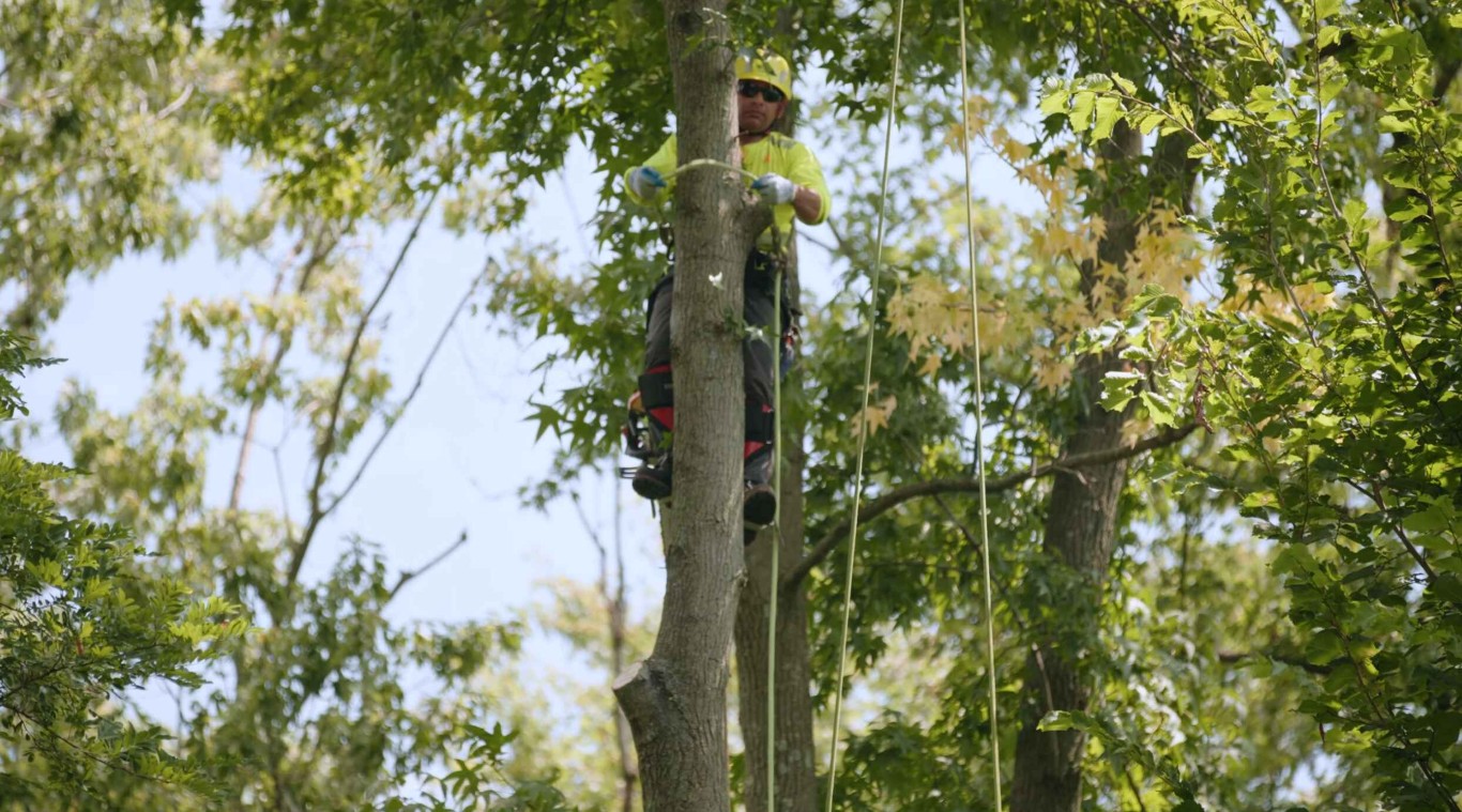 Professional tree climber providing arborist consulting services in Queen Creek