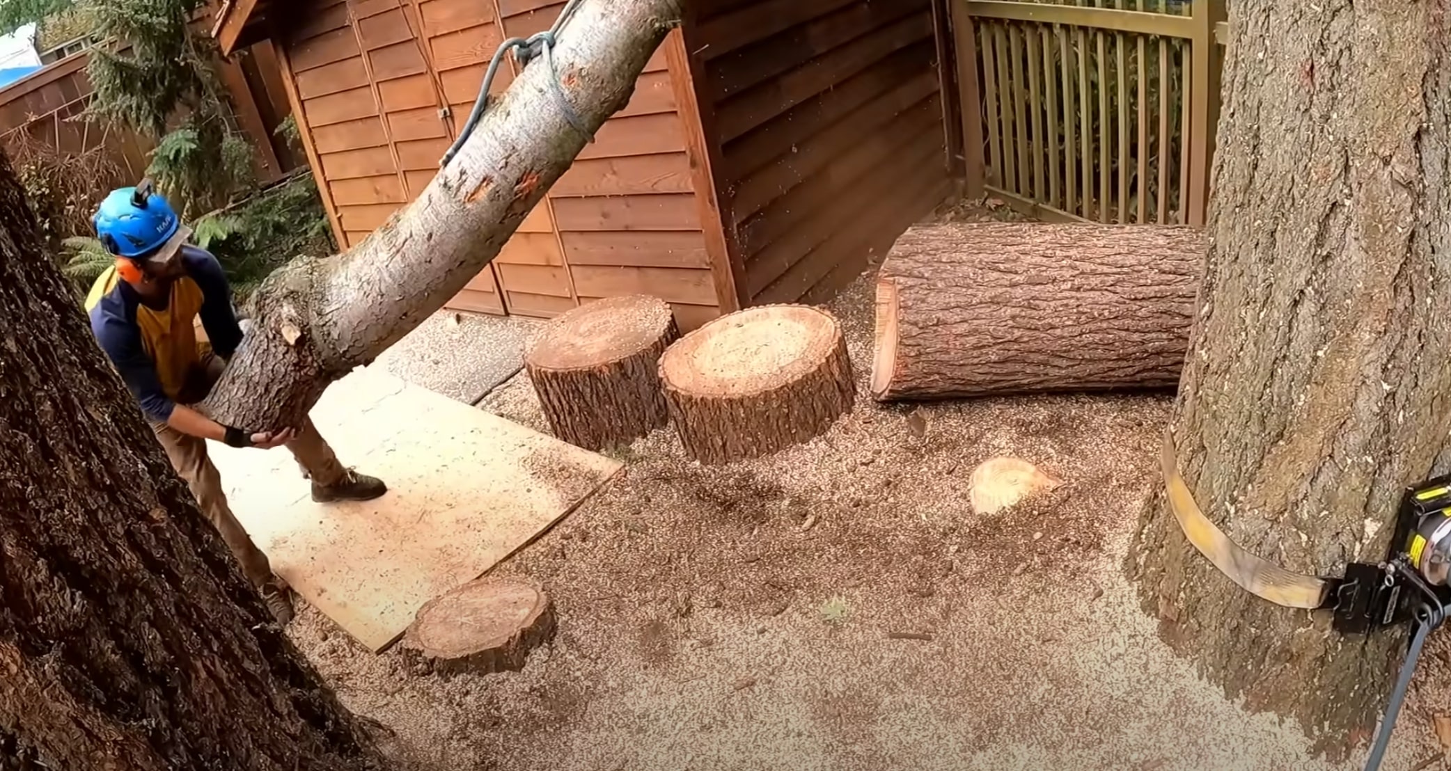 Shrub and hedge trimming service in Queen Creek backyard